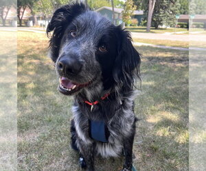 Mutt Dogs for adoption in Fargo, ND, USA