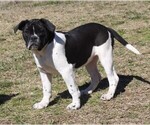 Small Photo #4 Alapaha Blue Blood Bulldog Puppy For Sale in MARBLE FALLS, AR, USA