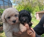 Small Photo #2 Poodle (Toy) Puppy For Sale in ORLANDO, FL, USA