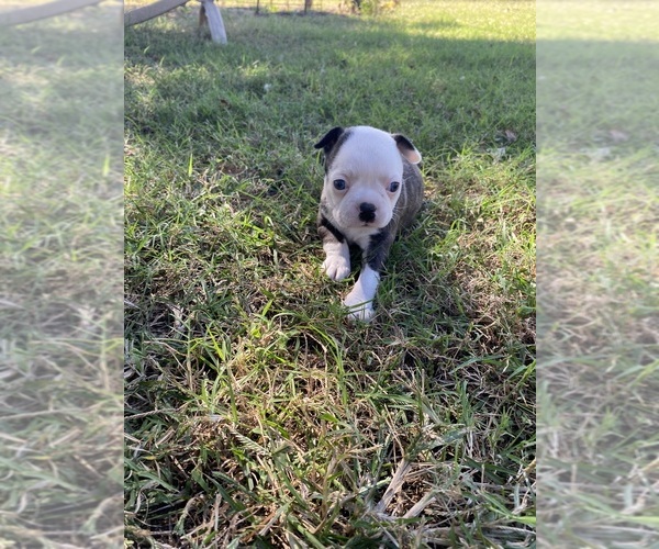 Medium Photo #12 Boston Terrier Puppy For Sale in FREDONIA, KS, USA
