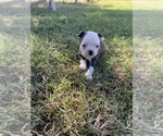 Small #11 Boston Terrier