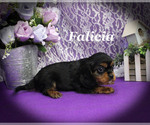 Small #11 Cavalier King Charles Spaniel