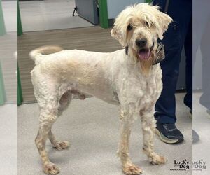 Labradoodle Dogs for adoption in Washington, DC, USA