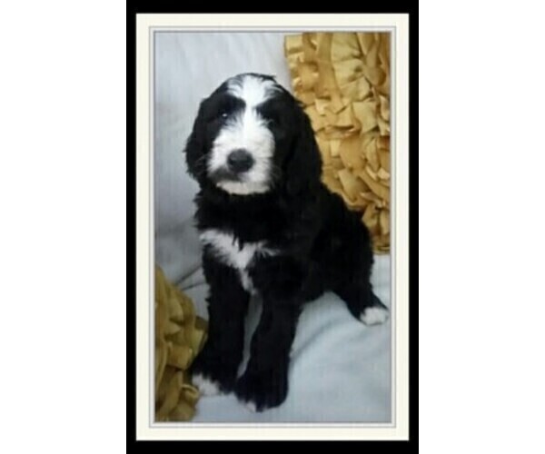 Medium Photo #4 Sheepadoodle Puppy For Sale in RIALTO, CA, USA