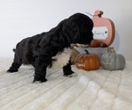 Small #12 ShihPoo