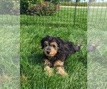 Puppy 3 Aussiedoodle Miniature 