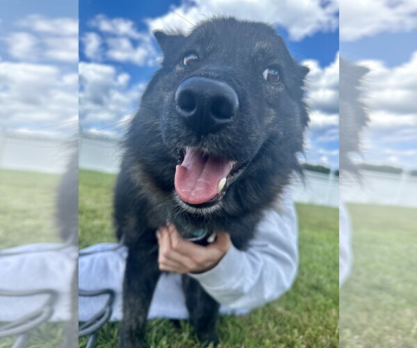 Medium Photo #11 Australian Shepherd-Kai Dog Mix Puppy For Sale in Millsboro, DE, USA