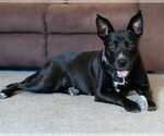 Small #3 American Pit Bull Terrier-Labrador Retriever Mix