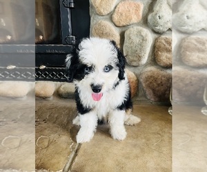 Aussiedoodle Miniature Puppy for sale in HAMILTON, MI, USA