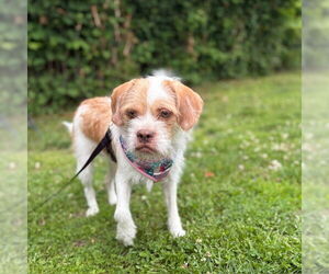 Shih Tzu Dogs for adoption in Boston, MA, USA