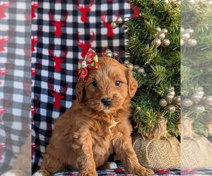 Goldendoodle (Miniature) Puppy for sale in LINCOLN UNIV, PA, USA