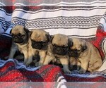 Small Photo #2 Pug Puppy For Sale in CHARLOTTE HALL, MD, USA
