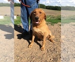 Small Photo #1 Labrador Retriever Puppy For Sale in DALLAS, WI, USA