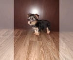 Puppy Princess Yorkshire Terrier