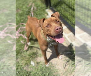 American Pit Bull Terrier-Unknown Mix Dogs for adoption in Virginia Beach, VA, USA
