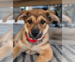 Small #12 Mutt