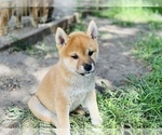 Small Photo #34 Shiba Inu Puppy For Sale in FREMONT, CA, USA