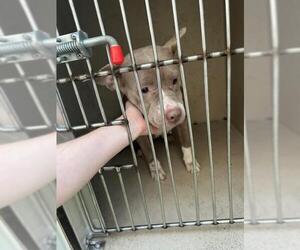 Mutt Dogs for adoption in Louisville, KY, USA