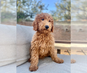 Goldendoodle (Miniature) Puppy for sale in GLENDALE, AZ, USA