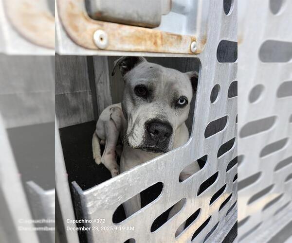Medium Photo #1 American Staffordshire Terrier-Unknown Mix Puppy For Sale in San Antonio, TX, USA