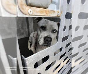 American Staffordshire Terrier-Unknown Mix Dogs for adoption in San Antonio, TX, USA