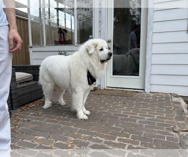 Medium Photo #10 Great Pyrenees Puppy For Sale in Houston, TX, USA