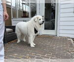 Small #9 Great Pyrenees