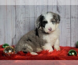 Poodle (Miniature)-Sheepadoodle Mix Puppy for sale in FREDERICKSBG, OH, USA