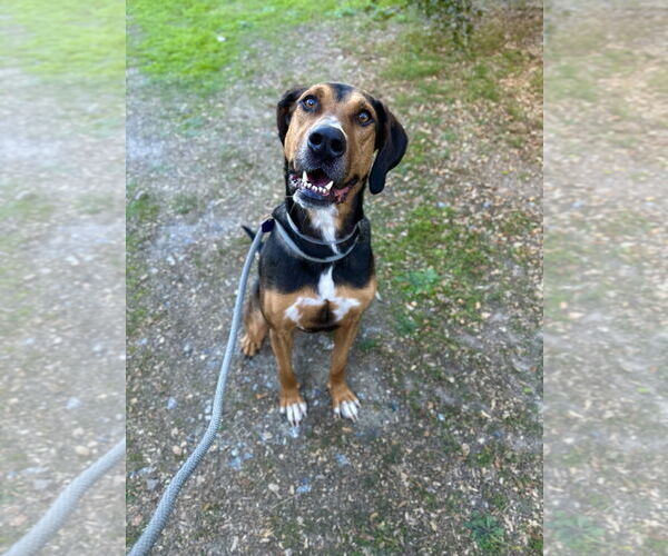 Medium Photo #2 Coonhound Puppy For Sale in Salinas, CA, USA