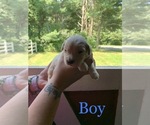 Small Photo #6 English Cream Golden Retriever Puppy For Sale in MATTAPOISETT, MA, USA
