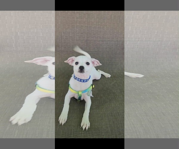 Medium Photo #4 Chihuahua Puppy For Sale in Yuba City, CA, USA