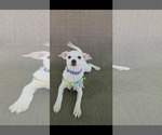 Small #3 Chihuahua