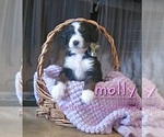 Image preview for Ad Listing. Nickname: Molly