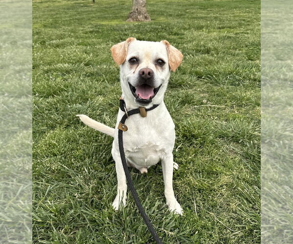 Medium Photo #2 Mutt Puppy For Sale in Evansville, IN, USA