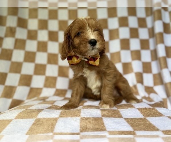 Medium Photo #5 Cavapoo (Miniature) Puppy For Sale in LAKELAND, FL, USA