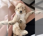 Penny - Female Goldendoodle Puppy for Sale - Photo #4