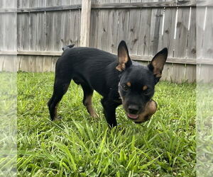 Miniature Schnauzer-Unknown Mix Dogs for adoption in Aurora, IN, USA