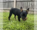 Small Miniature Schnauzer Mix