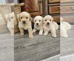 Image preview for Ad Listing. Nickname: Goldens