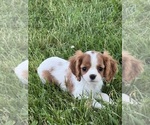 Small #2 Cavalier King Charles Spaniel
