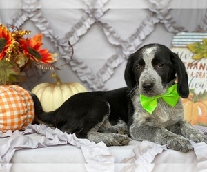 Bluetick Coonhound Puppy for sale in LANCASTER, PA, USA