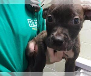 Mutt Dogs for adoption in Tulsa, OK, USA