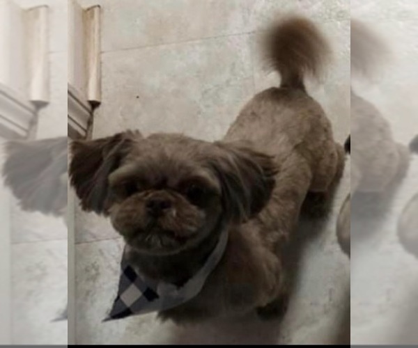Medium Photo #1 Shih Tzu Puppy For Sale in RALEIGH, NC, USA