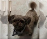 Small Photo #1 Shih Tzu Puppy For Sale in RALEIGH, NC, USA