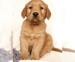 Medium Golden Retriever