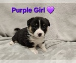 Small Photo #15 American Corgi Puppy For Sale in JEFFERSON, GA, USA