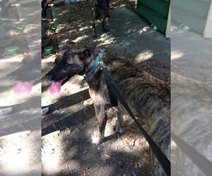 Lola *URGENT FOSTER NEEDED TOO! - Female Boxer-Unknown Mix Dog for Adoption - Photo #4