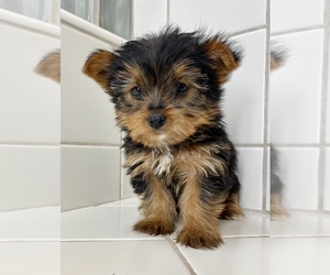 Biewer Terrier Puppy for sale in FONTANA, CA, USA