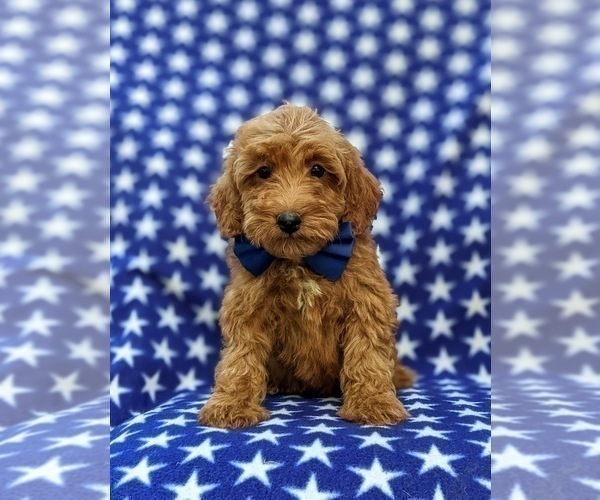 Medium Photo #7 Poodle (Miniature) Puppy For Sale in OXFORD, PA, USA