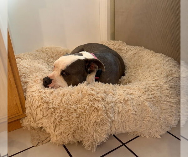 Medium Photo #34 American Staffordshire Terrier-Unknown Mix Puppy For Sale in Lake Forest, CA, USA